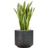 55840 sansevieria trifasciata laurentii in baq terrazzo substrat vulkastrat prumer 37 cm
