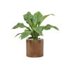 55993 anthurium elipticum jungle bush v obalu cylinder substrat vulkastrat prumer 30 cm