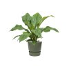 56047 anthurium elipticum jungle bush v obalu greenville substrat vulkastrat prumer 25 cm