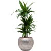 56083 dracaena fragrans janet craig v obalu baq opus hammered hydroponie prumer 40 cm
