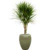 56089 dracaena marginata v obalu laos substrat vulkastrat prumer 44 cm