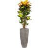 56104 croton variegatum mrs iceton v obalu baq polystone plain hydroponie prumer 30 cm