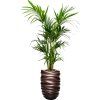 56173 kentia howea forsteriana v obalu baq gradient lee substrat vulkastrat prumer 40 cm