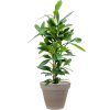56275 ficus cyathistipula v obalu terra cotta substrat vulkastrat prumer 35 cm