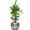 56278 ficus cyathistipula v obalu baq opus raw substrat vulkastrat prumer 38 cm