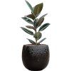 56332 ficus elastica abidjan v obalu marly hydroponie prumer 30 cm
