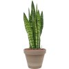 56335 sansevieria zeylanica v obalu terra cotta hydroponie prumer 24 cm