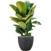 56350 ficus elastica robusta v obalu baq raindrop substrat vulkastrat prumer 37 cm