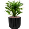 56416 dracaena fragrans compacta v obalu capi nature groove hydroponie prumer 17 cm