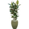 56503 ficus elastica robusta v obalu laos substrat vulkastrat prumer 44 cm