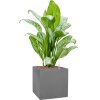 56563 aglaonema christina v obalu natural hydroponie