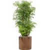 56578 aralia polyscias ming v obalu cylinder substrat vulkastrat prumer 30 cm