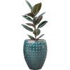 56638 ficus elastica abidjan v obalu laos hydroponie prumer 44 cm