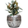 56677 ficus elastica abidjan v obalu baq opus raw hydroponie prumer 50 cm