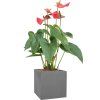 56680 anthurium andraeanum sierra v obalu natural hydroponie
