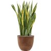 56686 sansevieria trifasciata laurentii v obalu artstone substrat vulkastrat prumer 38 cm