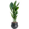 56734 aspidistra elatior v obalu fusion hydroponie prumer 32 cm
