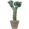 56839 myrtillocactus geometrizans cristata v obalu terra cotta substrat vulkastrat prumer 40 cm