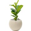 56887 ficus lyrata v obalu capi nature groove special substrat vulkastrat prumer 29 cm