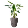 56890 alocasia zebrina v obalu capi nature groove nl substrat vulkastrat prumer 34 cm