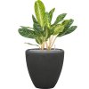 56905 aglaonema key lime v obalu baq polystone plain substrat vulkastrat prumer 40 cm