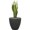 56914 sansevieria trifasciata laurentii v obalu baq polystone plain hydroponie prumer 40 cm