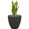 56917 sansevieria trifasciata laurentii v obalu baq polystone plain hydroponie prumer 40 cm