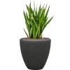 56920 sansevieria kirkii v obalu baq polystone plain hydroponie prumer 40 cm