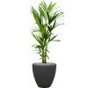 56947 kentia howea forsteriana v obalu baq polystone plain substrat vulkastrat prumer 40 cm