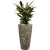 56977 calathea rufibarba wavestar v obalu baq lava hydroponie prumer 35 cm