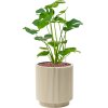 57025 monstera deliciosa v obalu capi nature groove special hydroponie prumer 23 cm