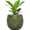57037 philodendron imperial green v obalu marly substrat vulkastrat prumer 30 cm