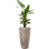 57097 strelitzia nicolai v obalu baq lava substrat vulkastrat prumer 35 cm