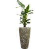 57100 strelitzia nicolai v obalu baq lava substrat vulkastrat prumer 35 cm