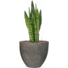 57193 sansevieria zeylanica v obalu cement hydroponie prumer 34 cm