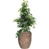 57205 ficus benjamina danielle v obalu baq polystone coated plain substrat vulkastrat prumer 45 cm