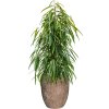 57208 ficus binnendijkii alii v obalu baq polystone coated plain substrat vulkastrat prumer 45 cm