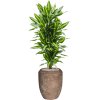 57211 dracaena fragrans cintho v obalu baq polystone coated plain substrat vulkastrat prumer 45 cm