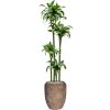57214 dracaena fragrans dorado v obalu baq polystone coated plain substrat vulkastrat prumer 45 cm