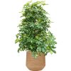 57217 schefflera arboricola gold capella v obalu baq dune substrat vulkastrat prumer 41 cm