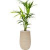 57229 kentia howea forsteriana v obalu baq dune substrat vulkastrat prumer 25 cm