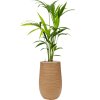 57235 kentia howea forsteriana v obalu baq dune substrat vulkastrat prumer 25 cm