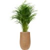 57238 dypsis areca lutescens v obalu baq dune substrat vulkastrat prumer 35 cm