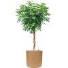 57241 schefflera arboricola compacta v obalu baq dune substrat vulkastrat prumer 44 cm