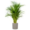 57247 dypsis areca lutescens v obalu rough substrat vulkastrat prumer 25 cm