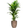 57301 kentia howea forsteriana v obalu baq polystone coated plain substrat vulkastrat prumer 45 cm