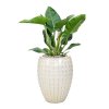 57310 philodendron imperial green v obalu laos substrat vulkastrat prumer 44 cm