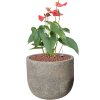 57322 anthurium andraeanum sierra v obalu cement hydroponie prumer 25 cm