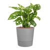 57343 monstera obliqua v obalu greensense aqua care hydroponie prumer 30 cm