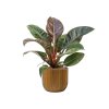 57349 philodendron imperial red v obalu capi nature groove hydroponie prumer 24 cm